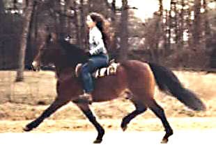 *Coed Coch Ballog ridden English showing his ground-covering stride at the trot - what an extension!